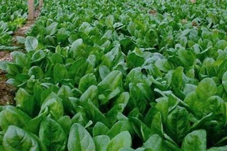 菠菜怎么施肥