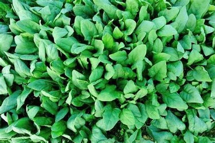 菠菜种植时间和方法