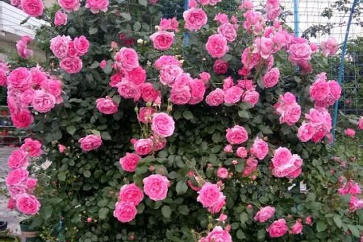 妃子笑荔枝如何保果？