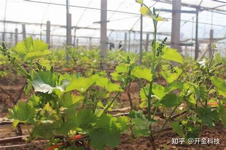 葡萄开花期施什么肥 适合葡萄开花期施的肥