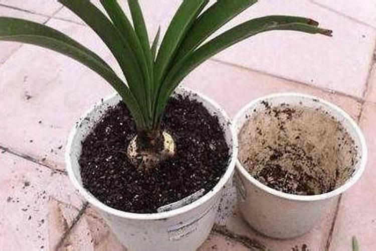 复合肥能泡水浇花吗,和直接放哪个好