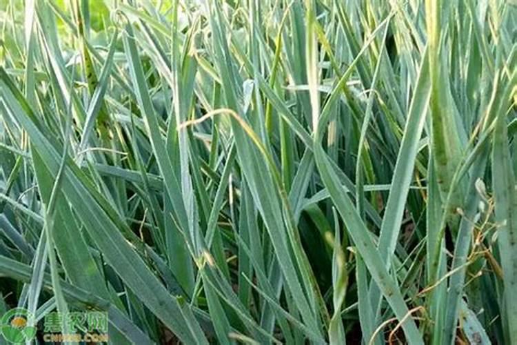 大蒜需要锌和硼肥吗？