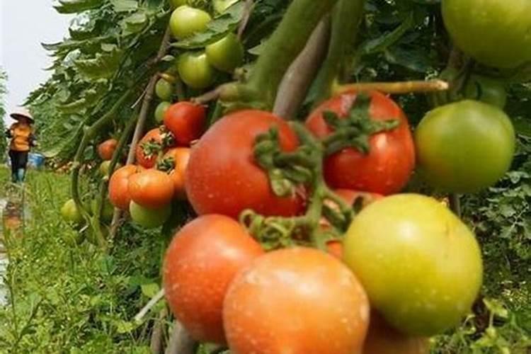 肿节风产地是哪里