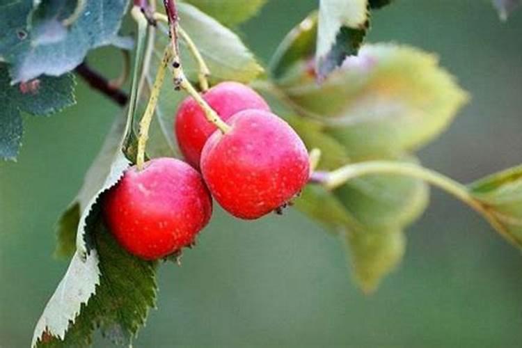 种山楂施什么肥