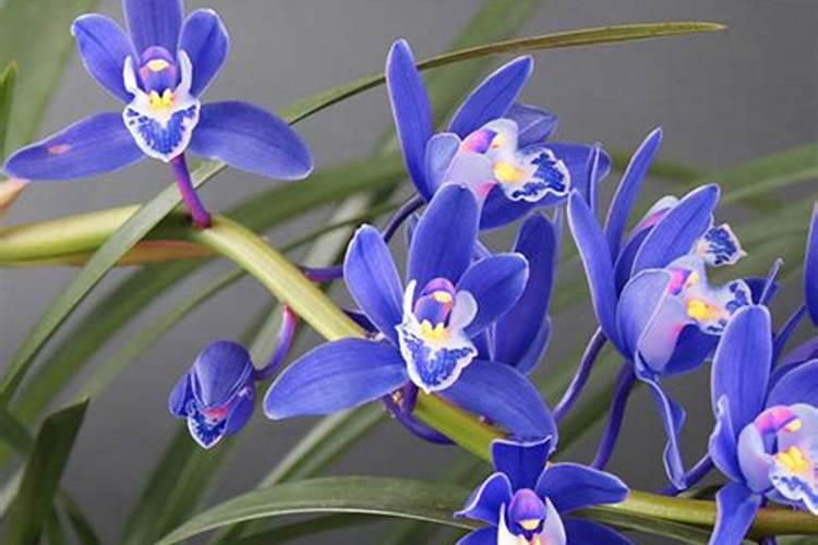 兰花专用肥哪个最佳兰花用什么叶面肥最好