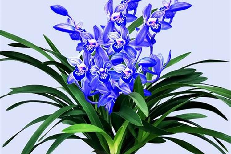 什么肥料对兰花发芽生根开花最好