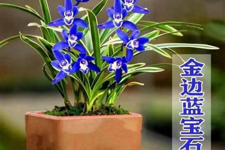 兰花用什么叶面肥最好