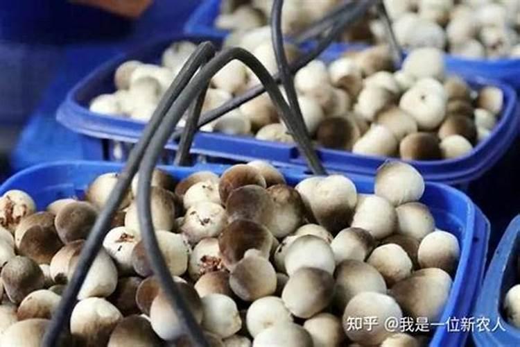 怎样防止蘑菇菌丝萎缩