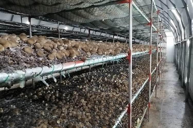 玉米地套种什么作物