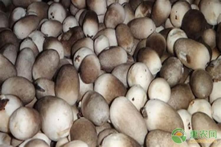 北方养羊适合种植什么牧草？