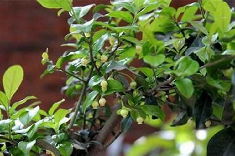 金弹子流体硼怎么用