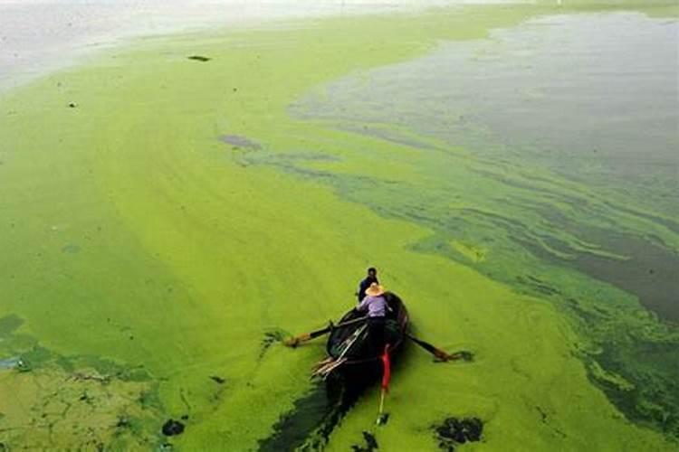 碗莲长出叶水里能放亚甲基蓝粉吗花卉百科