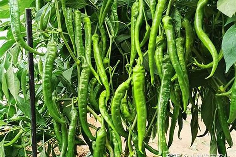 怎样栽种生姜生长的比较好？追肥用什么好