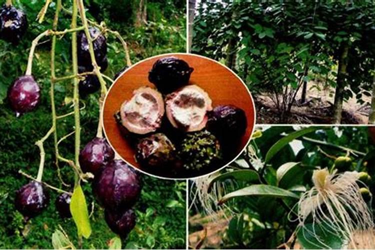 小葱用什么肥料长得快