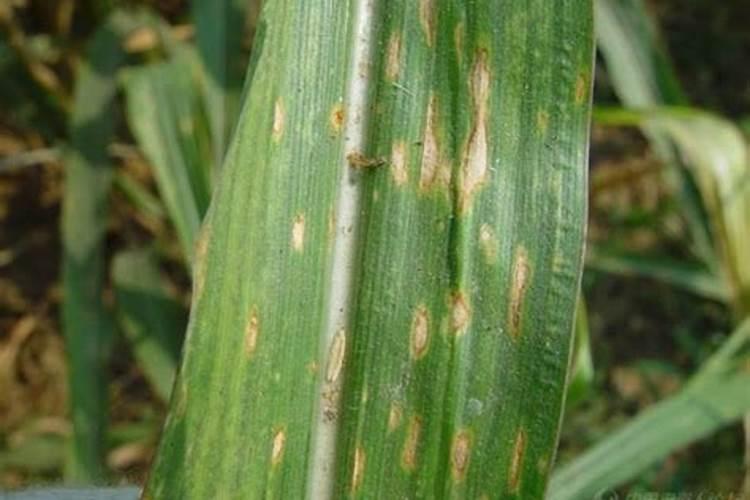 玉米五叶期喷什么叶面肥好