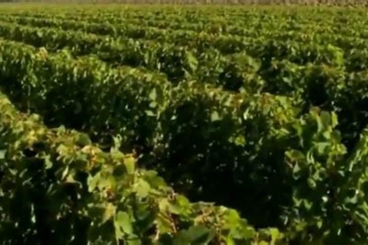 黄瓜剪枝后怎么促进结果