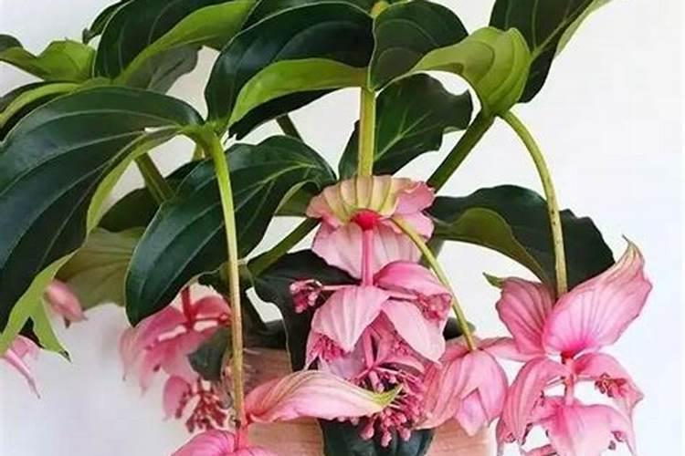 宝莲灯为什么叶子发黑？如何处理