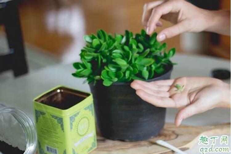 新栽兰花叶面可以喷水吗