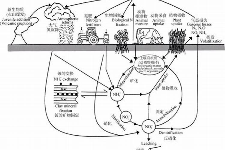 硝态氮肥的功效与作用