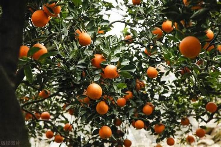 果树施肥怎样挖坑？果树选什么水溶肥好？