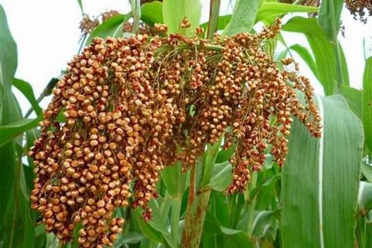 高粱移栽后几天施肥？