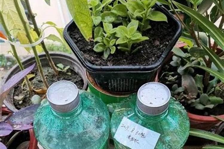 三角梅有花苞能喷磷钾肥吗 注意事项有哪些