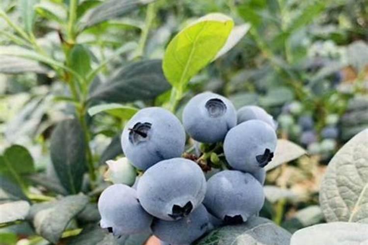 蓝莓种植,蓝莓可以使用冲施肥吗？