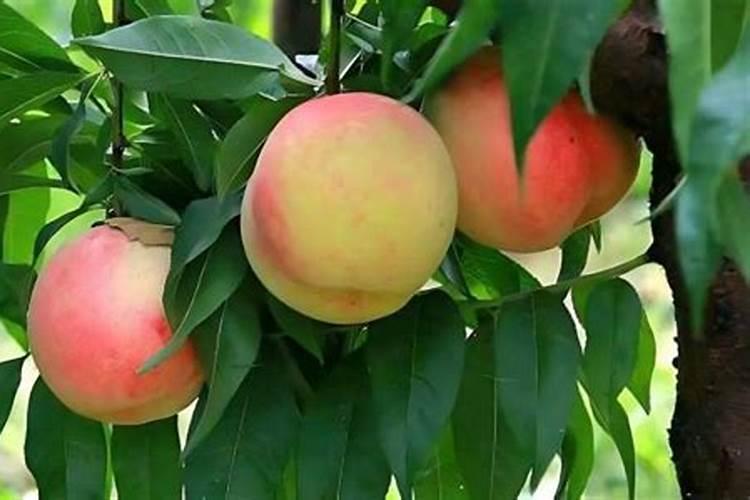 桃树万能杀菌剂有哪些