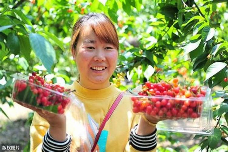 春天应季的有哪些水果