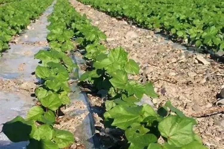 红薯最好的复合肥