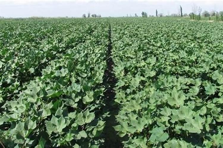 氧化钾肥料适合种什么