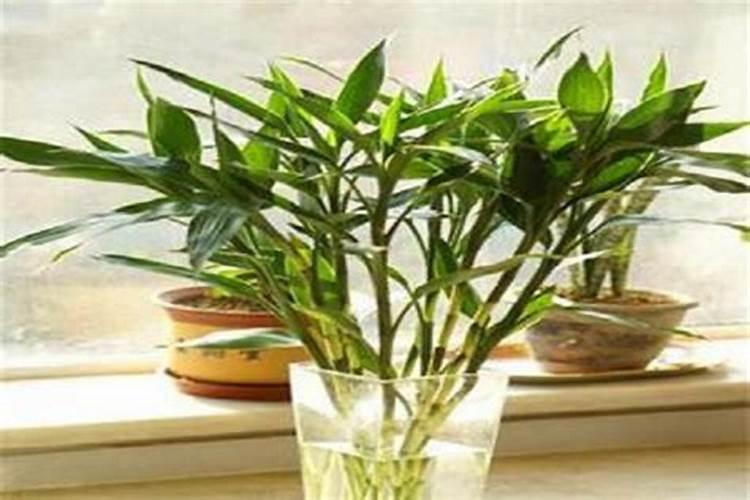 龙虾塘肥水的方法