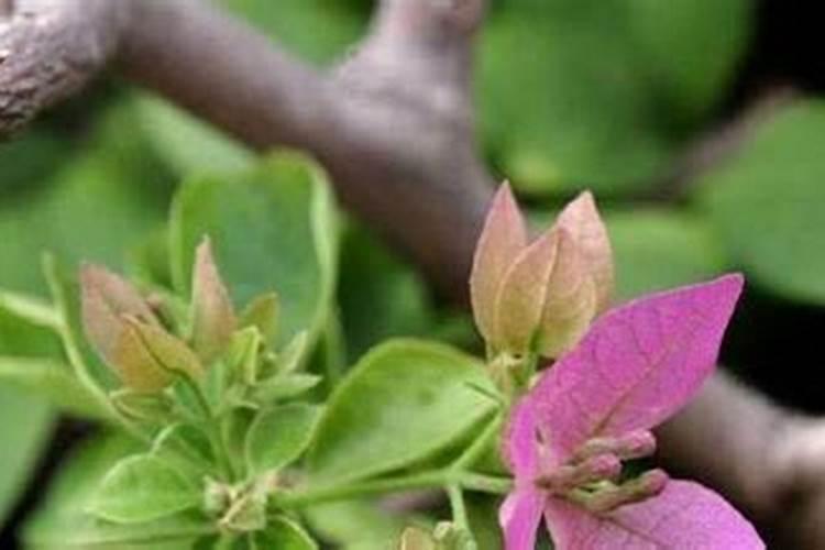 水是最好的药:“水中黄金”偏硅酸