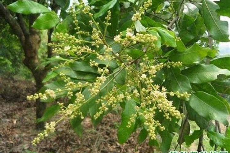 龙眼花期需要什么肥料
