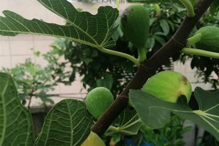 果树用冲施肥的效果如何？火龙果上什么肥料长得好？