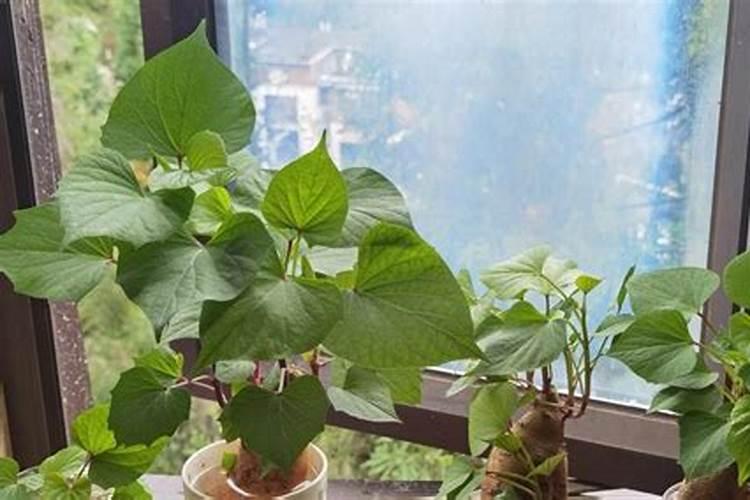 红薯冲施什么肥好