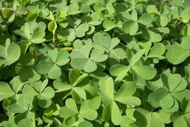 柑橘打拉皮药怎么配比