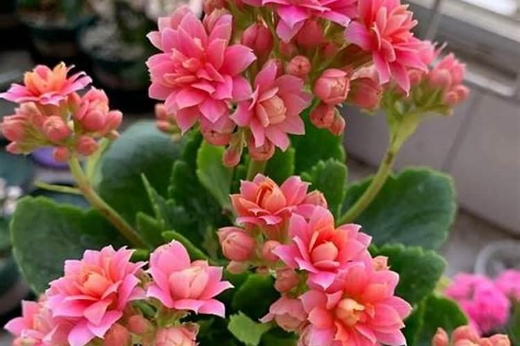 长寿花施什么肥好