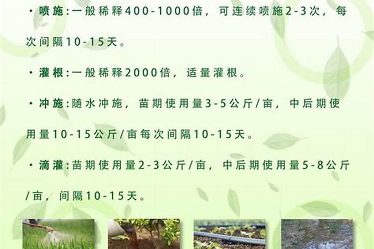 瓜果蔬菜叶面肥的正确使用方法(什么时候打叶面肥好)