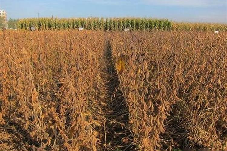 多花胡枝子功效与作用枝子功效与作用