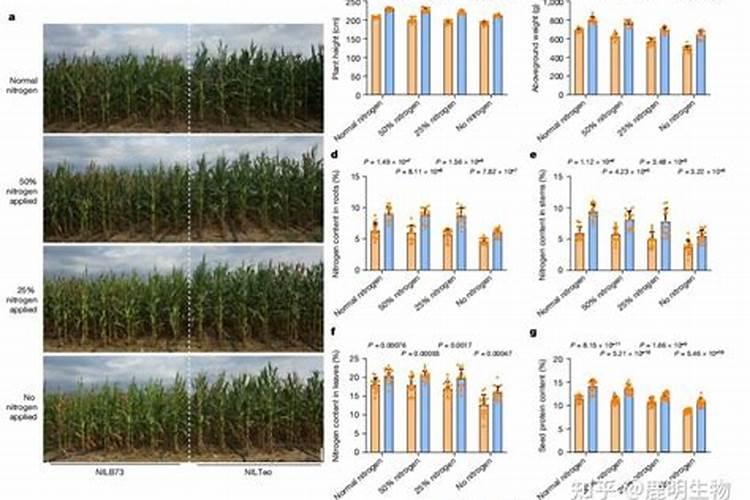 玉米一次性施肥氮磷钾怎么配合