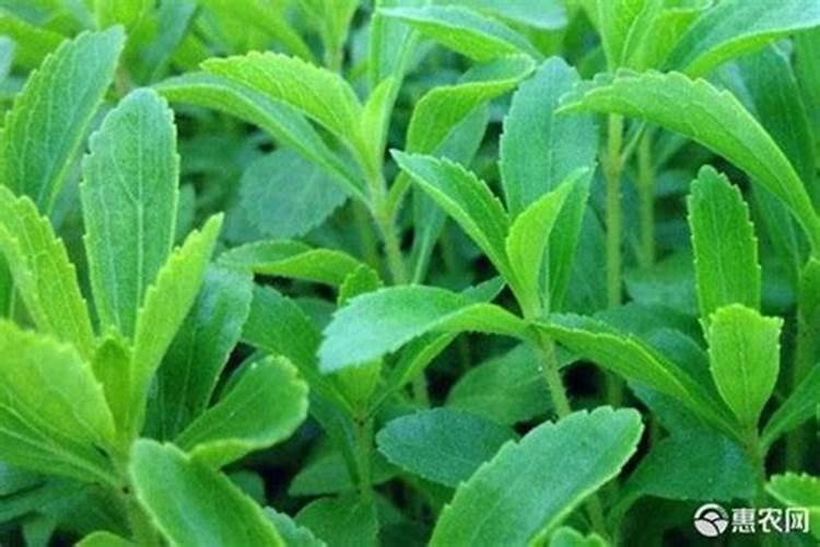 甜叶菊的种子要怎样播种？