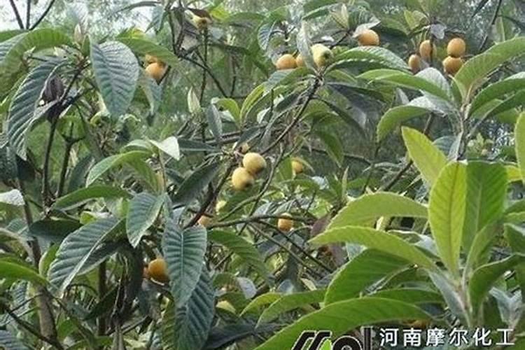 枇杷打不打叶面肥？如果打怎样打