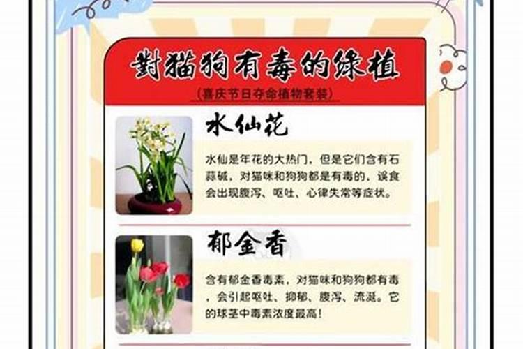 高钾肥适合浇什么花