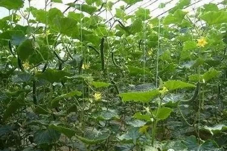 海藻精烧根烧苗吗？