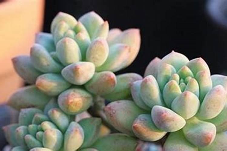 多肉十二卷怎么养才长得好 多肉十二卷如何养护