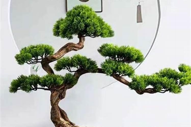 用什么肥料让松树长得快