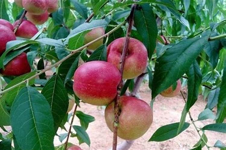 苹果树打药时间