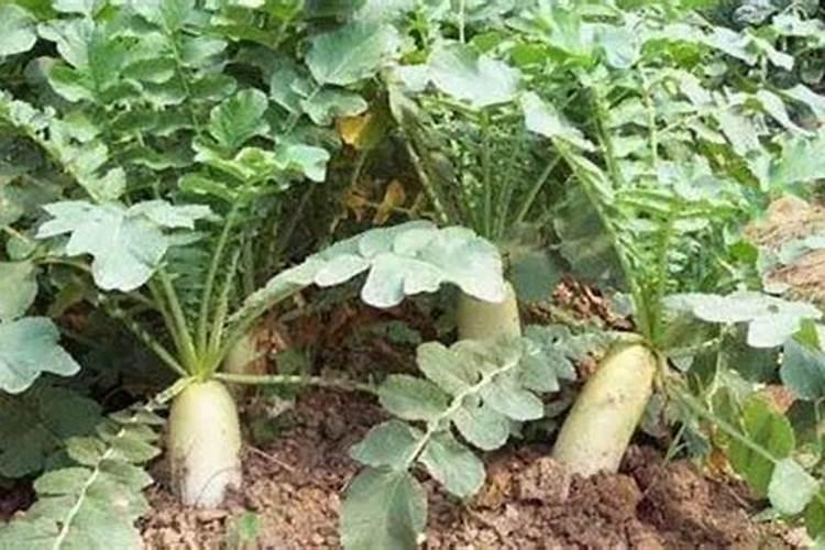 复合肥怎么区分好坏？