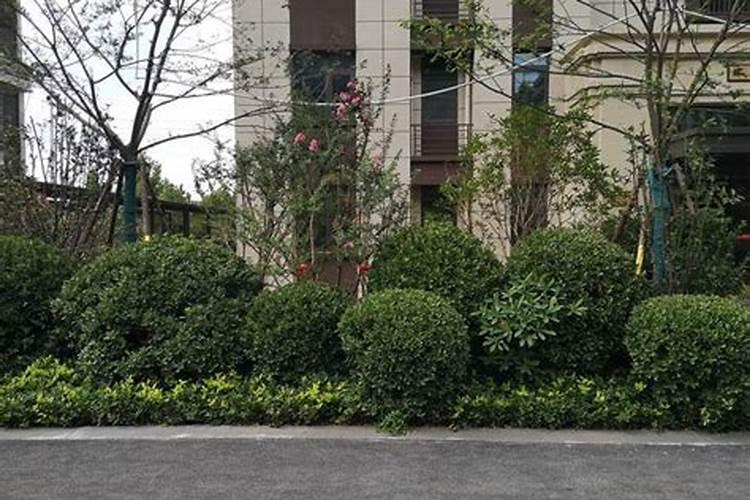 如何对园林植物进行合理施肥